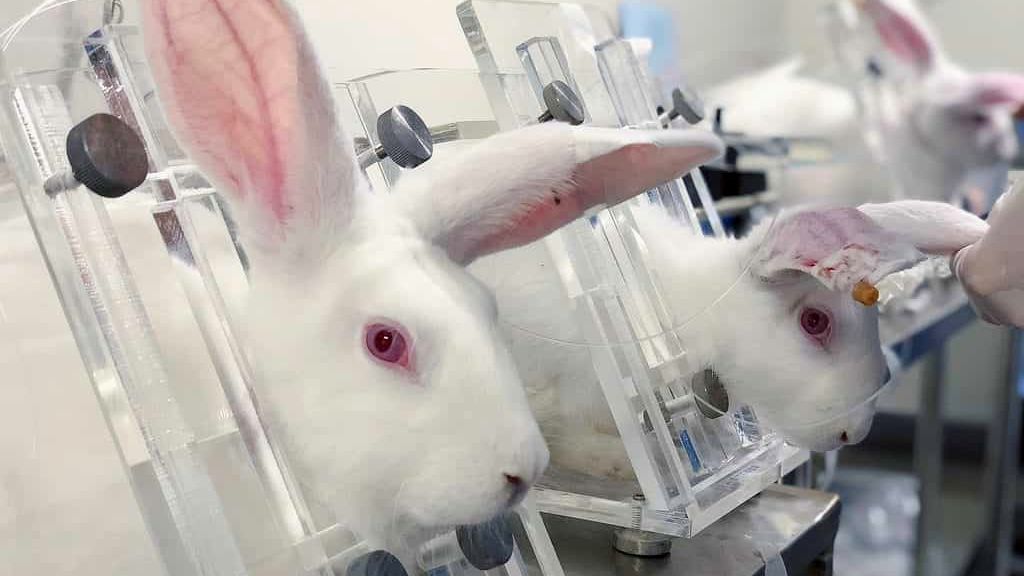 Are There Any Products That Can't be Cruelty-Free?