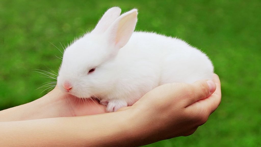 Can I Trust a Company That Claims to be Cruelty-Free But isn't Certified?