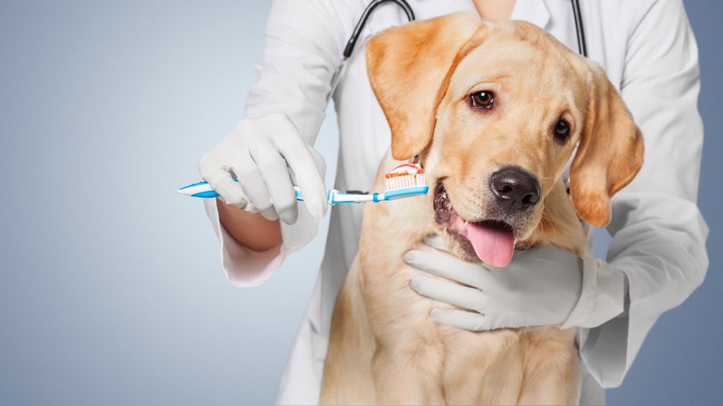 Cruelty-Free Certification for Pet Care Products