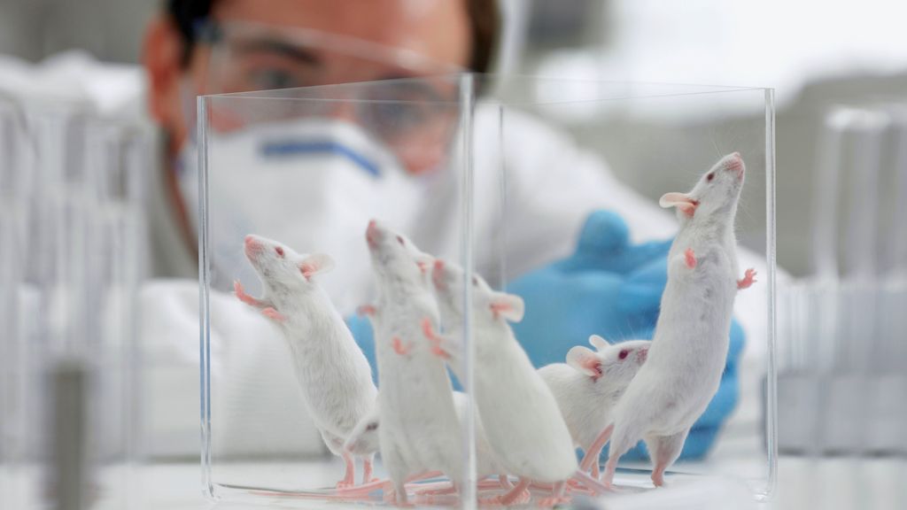 How can a Brand Become Cruelty-Free Certified?