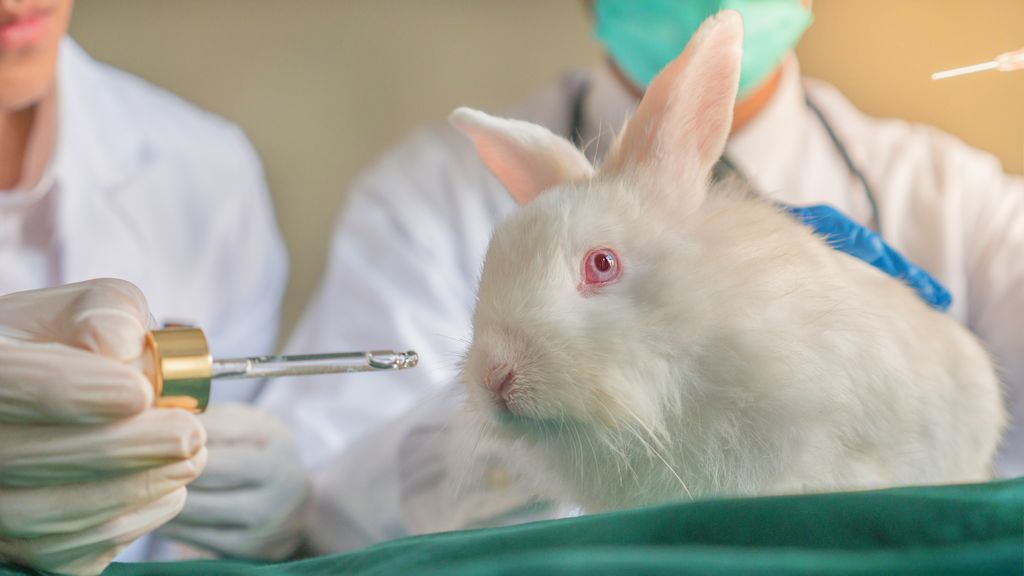How to Get Cruelty Free Certified?