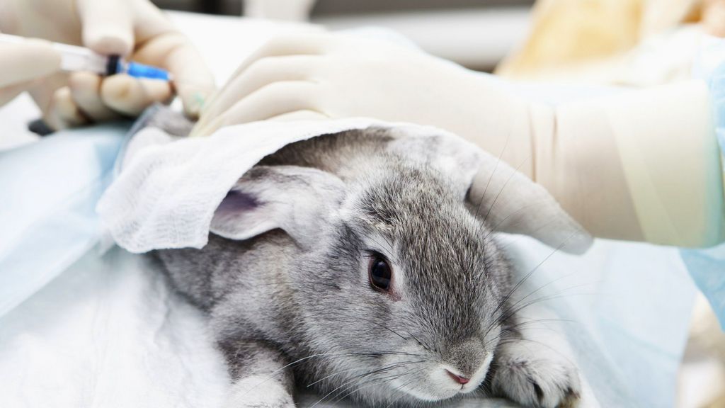 Is Animal Testing Required by Law?