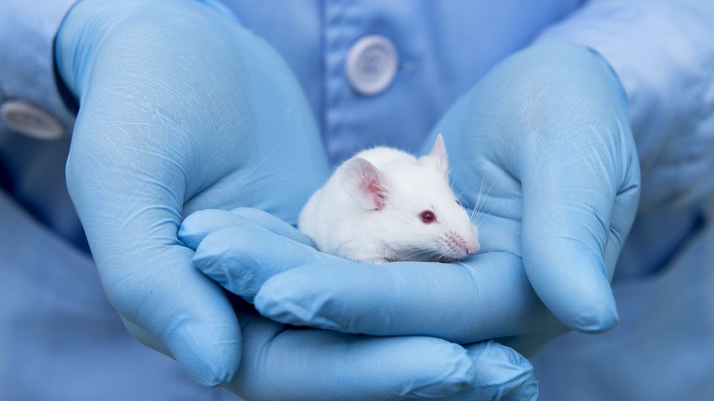 Making a Difference in Industries with Cruelty-Free