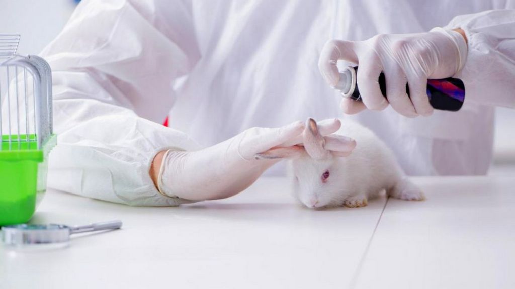 The Growth of Cruelty-Free Certified Brands and Products