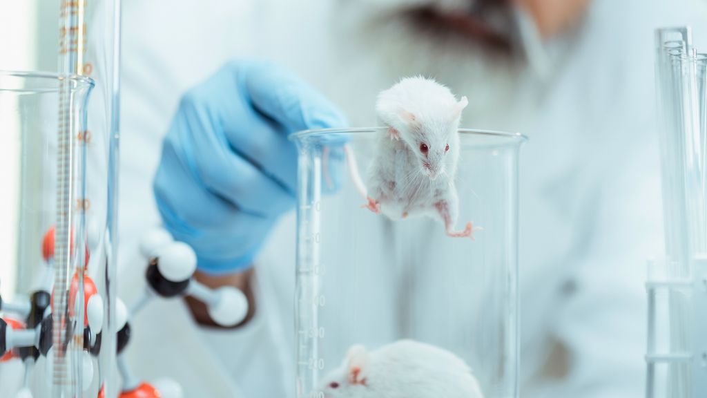 The Impact of Cruelty-Free Certification on the Beauty Industry