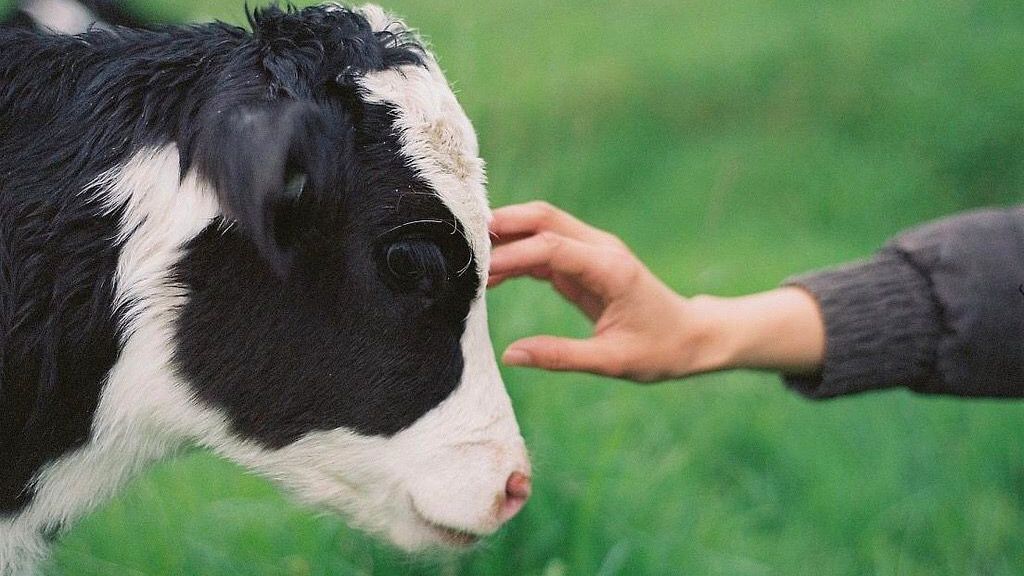 Vegan Certification vs. Vegan Labeling: What's the Difference?