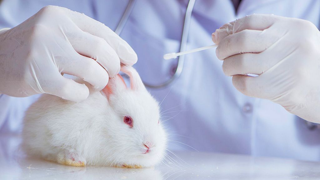 What are Some Alternatives to Animal Testing?