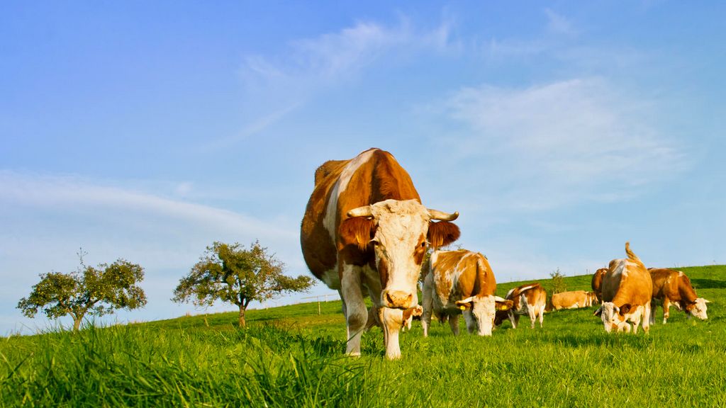 What are Some Common Animal-derived Ingredients in Products?