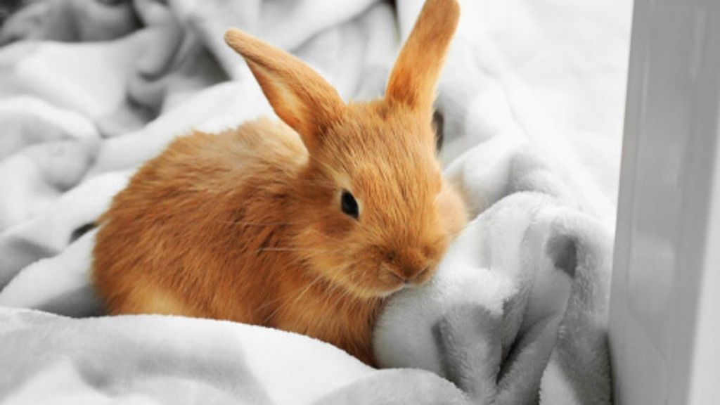 What are Some Cruelty-Free Certification Bodies?