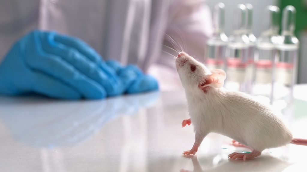 What Does Cruelty-Free Certification Mean for Consumers?