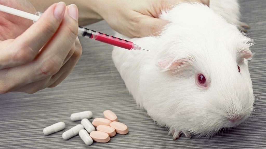 What is the Difference Between Cruelty-Free and Not Tested on Animals?