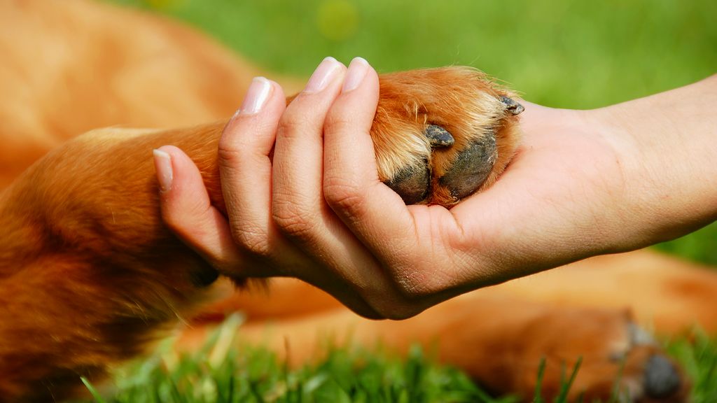 Why Choose Us for Cruelty Free Certification?